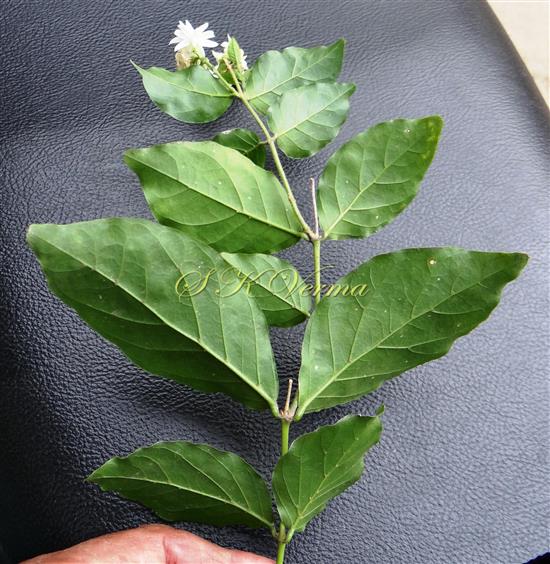  Flowering shoot-leaves with abaxial view